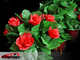 Floraison Rose Bush - télécommande - 20 fleurs