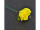 Tõrvik Rose (kollane)