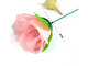 Obor Rose (Pink)
