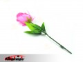 Lighting Rose