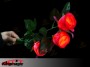 Rose larenn (limyè Frais)