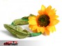 Wohn-Sunflower von SYOUMA