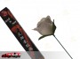 Torch To Rose (White)